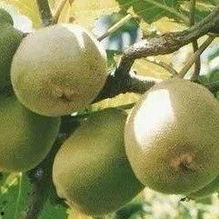 猕猴桃最新爆料视频大全 第1张 猕猴桃最新爆料视频大全 第1张